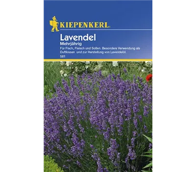 Lavendel mehrjährig