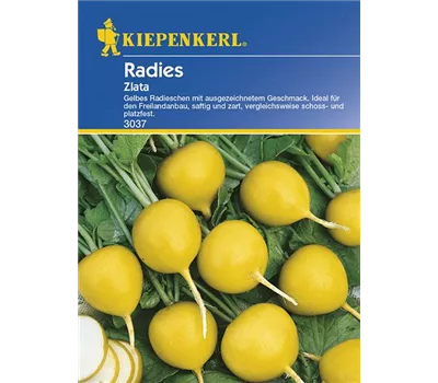 Radieschen Zlata