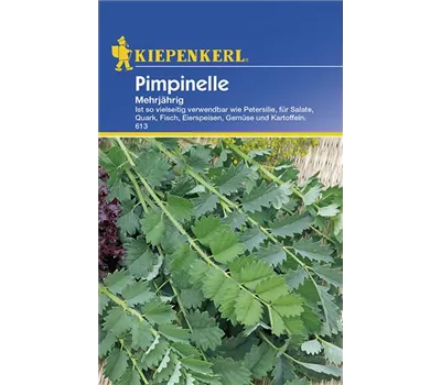 Pimpinelle mehrjährig