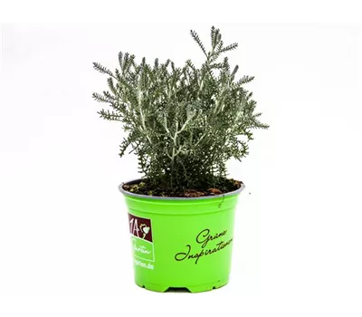 Santolina chamaecyparissus