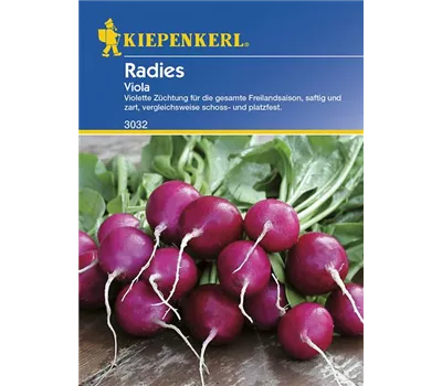 Radieschen Viola