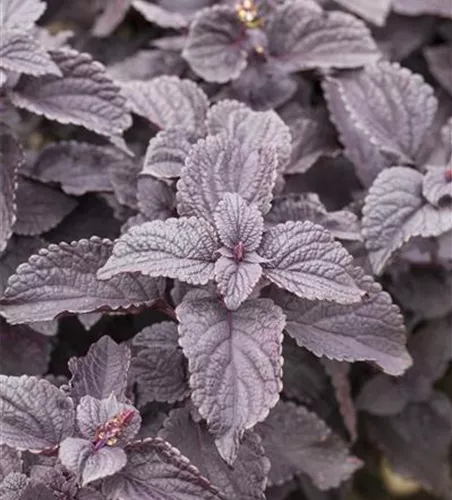 Buntnessel 'Black Prince'