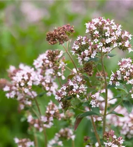 Italienischer Majoran 'Venezia'