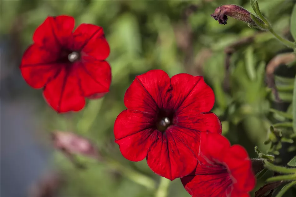 Hängepetunie 'Red', Petunia 'Red'