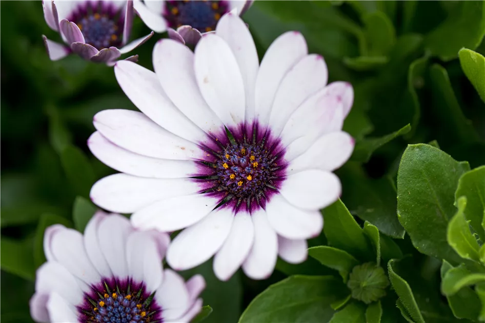 Kapkrbchen 'Daisy Zanzibar', Osteospermum ecklonis 'Daisy-Zanzibar' - 1A  Garten Ammer