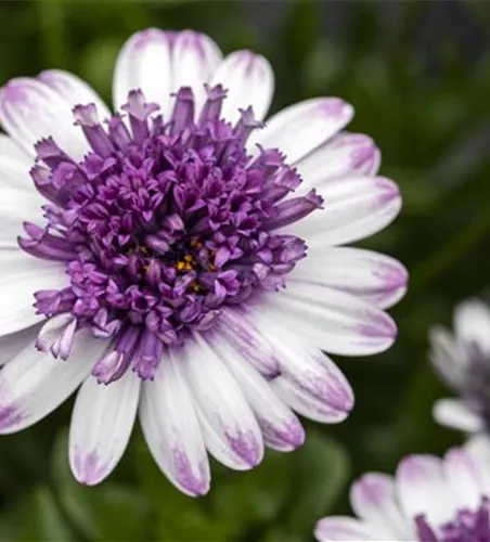 Kapmargerite 'Bluberry Shake'
