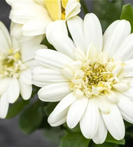 Kapmargerite 'Lemon Ice'