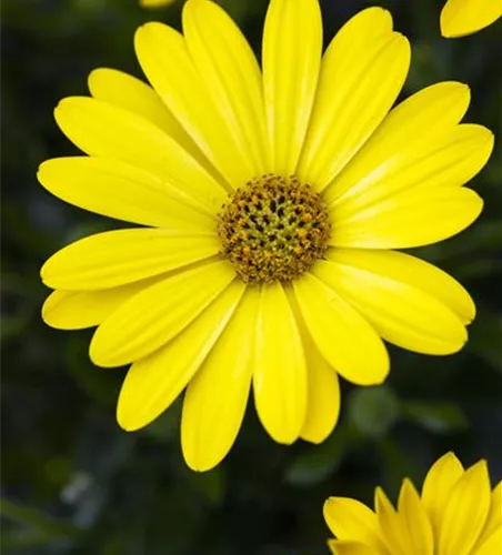 Kapmargerite 'Pure Yellow'