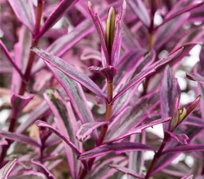 Hebe 'Magicolors'