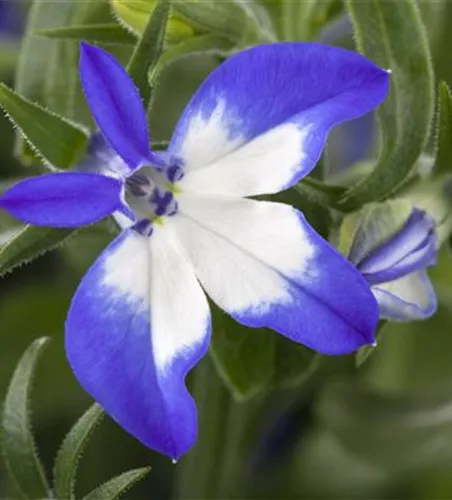 Lobelia richardii 'Summer Love'