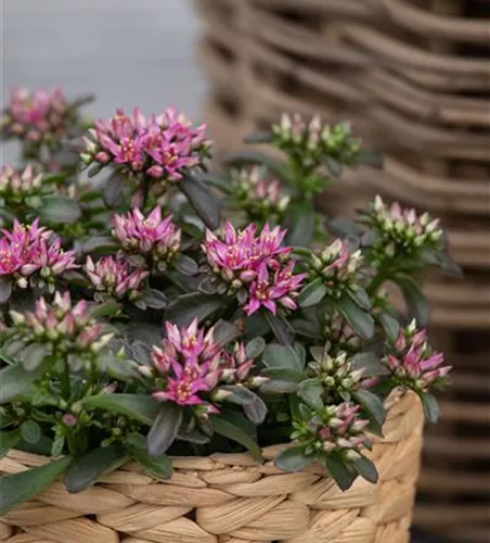 Sedum spurium 'Spot On™ Deep Rose'