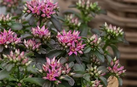 Sedum spurium 'Spot On™ Deep Rose'