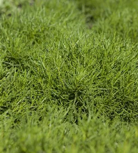 Olivenkraut 'Olivia'