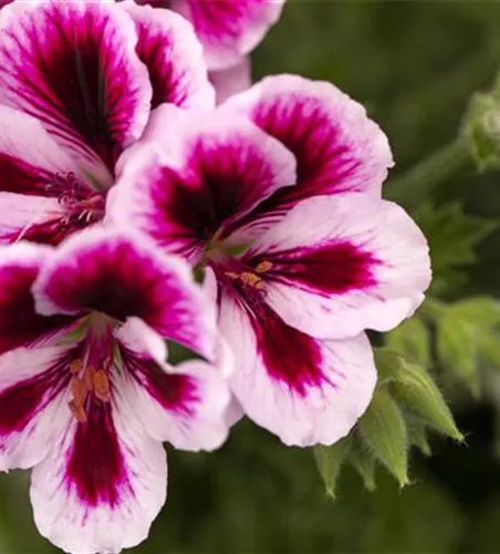 Pelargonium grandiflorum 'Bicolor'