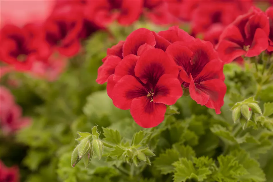 Pelargonium grandiflorum 'Bright Red', Englische Edelgeranie 'Bright Red' -  1A Garten Ammer