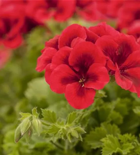 Pelargonium grandiflorum 'Bright Red'