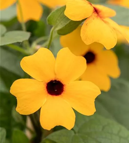 Schwarzäugige Susanne 'Classic Orange'