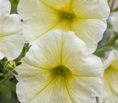 Hängepetunie 'Yellow' 