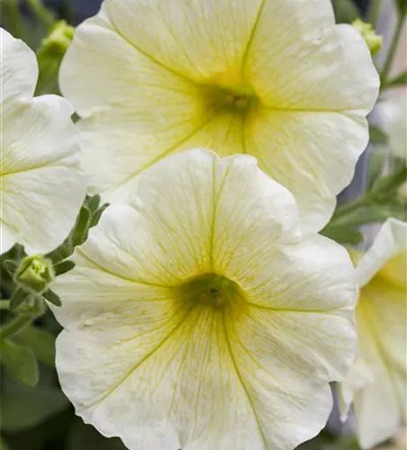 Hängepetunie 'Yellow' 