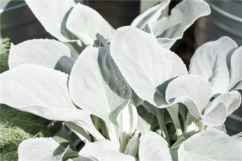 Senecio candidans 'Angel Wings' , Greisblatt 'Angel Wings' - 1A Garten Ammer