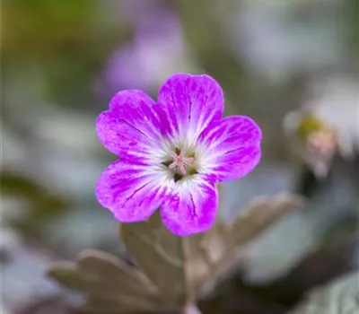 Geranium 'Orkney Cherry'(s)