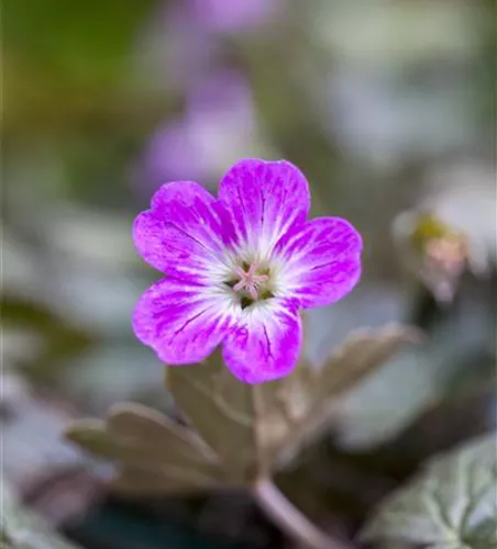 Geranium 'Orkney Cherry'(s)