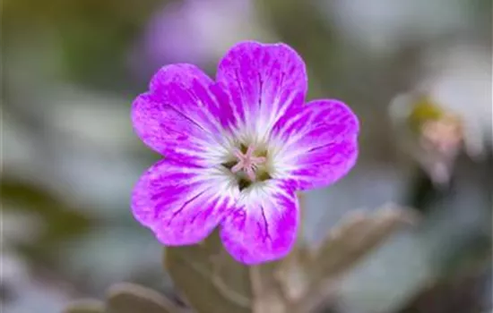 Geranium 'Orkney Cherry'(s)