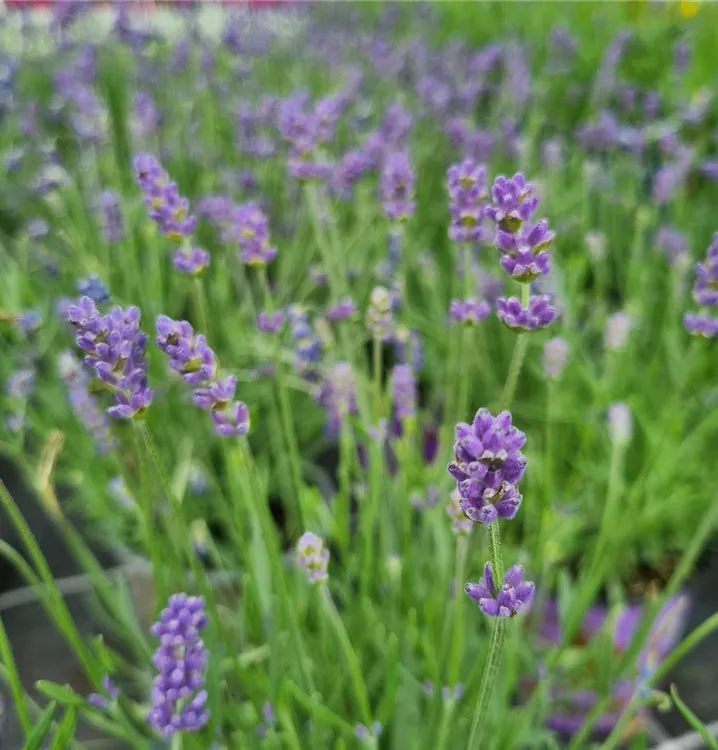 Echter Lavendel