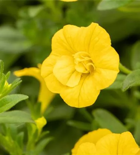 Zauberglöckchen 'Double Yellow' 