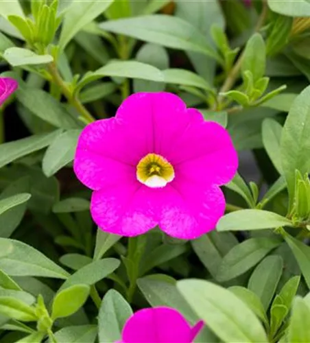 Zauberglöckchen 'Only Pink'