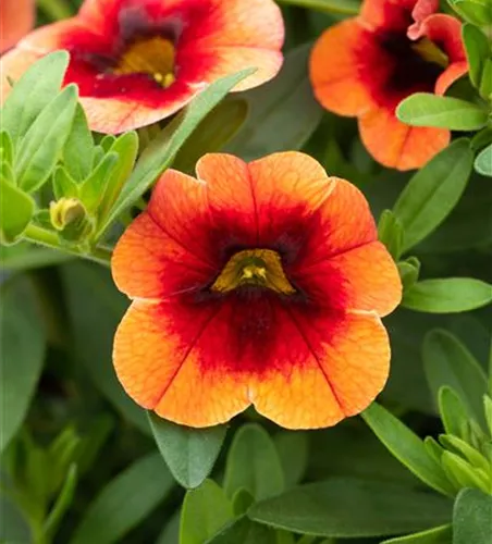 Zauberglöckchen 'Orange Red Eye' 