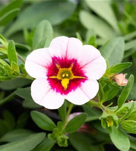 Zauberglöckchen 'Pink Red Eye'