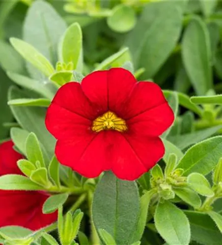 Zauberglöckchen 'Red Ruby' 