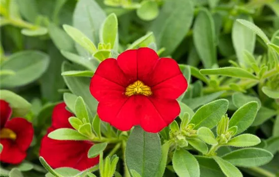 Zauberglöckchen 'Red Ruby' 