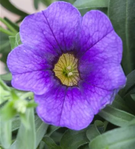 Zauberglöckchen 'Unique Lilac'