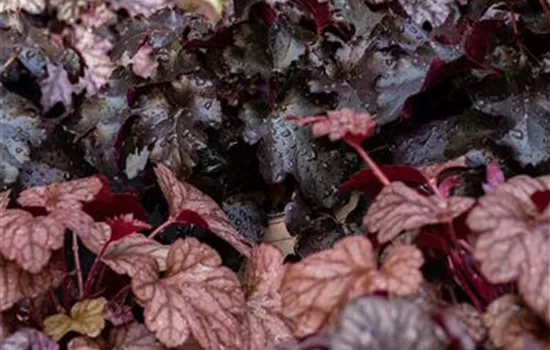 Heuchera micrantha 'Obsidian'