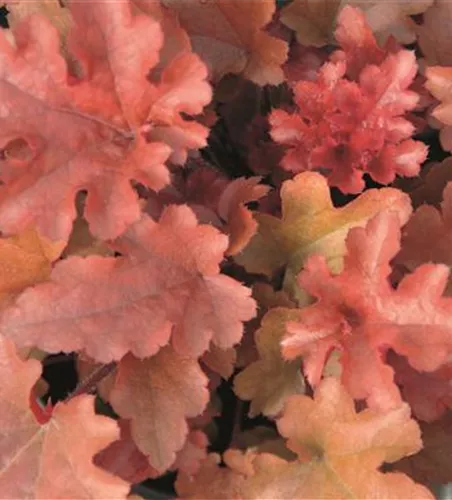 Heuchera 'Red Fury'