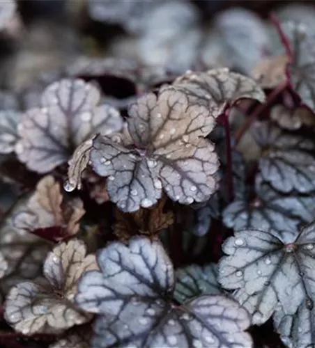 Heuchera 'Sugar Frosting'