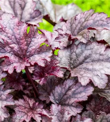 Heuchera Primo® 'Wild Rose'