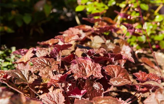 Heuchera micrantha 'Cherry Cola'®