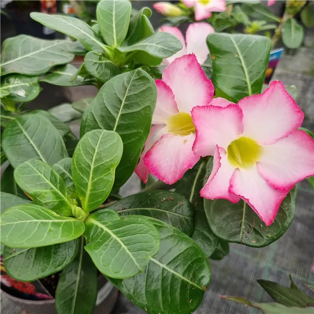 Adenium obesum, Wstenrose, Pflanzen Online und vor Ort kaufen - 1A Garten  Ammer