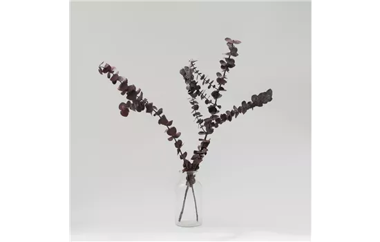Eucalyptus Baby konserviert rot