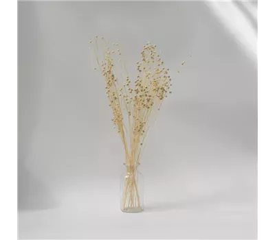 Lino Gras Weiss