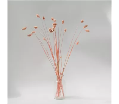 Phalaris zartrosa Phalaris zartrosa