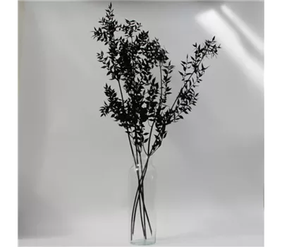Ruscus schwarz