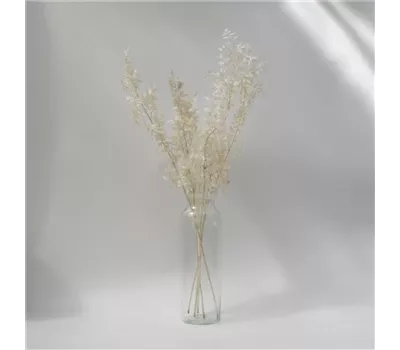 Ruscus weiß