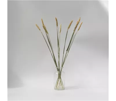 Weizen Bündel natur Weizen Bündel natur