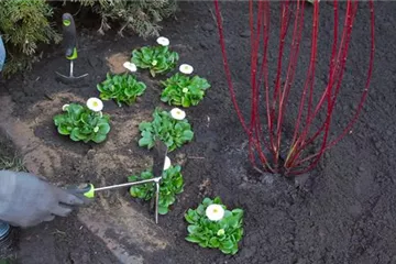 Gänseblümchen - Einpflanzen im Garten
