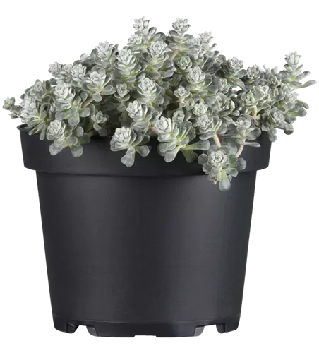 Sedum spathulifolium 'Cape Blanco'