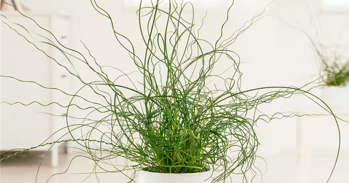 Juncus effusus 'Spiralis', Spiralige Garten-Binse / Liebeslocken,  Zimmerpflanzen Online und vor Ort kaufen - 1A Garten Ammer